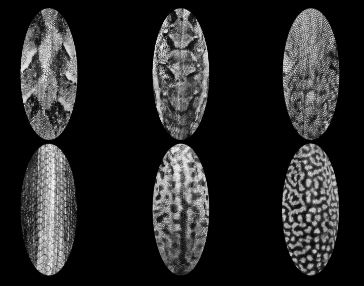 © Jonathan Goldenberg